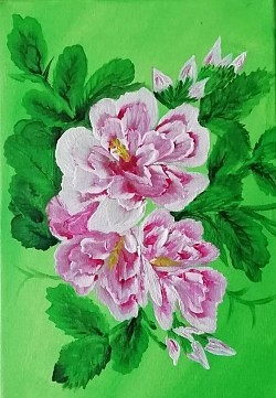 Hibiskus